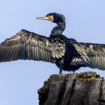 Regierung plant Kormoran-Abschuss: Naturschutzverbände protestieren