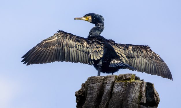 Regierung plant Kormoran-Abschuss: Naturschutzverbände protestieren