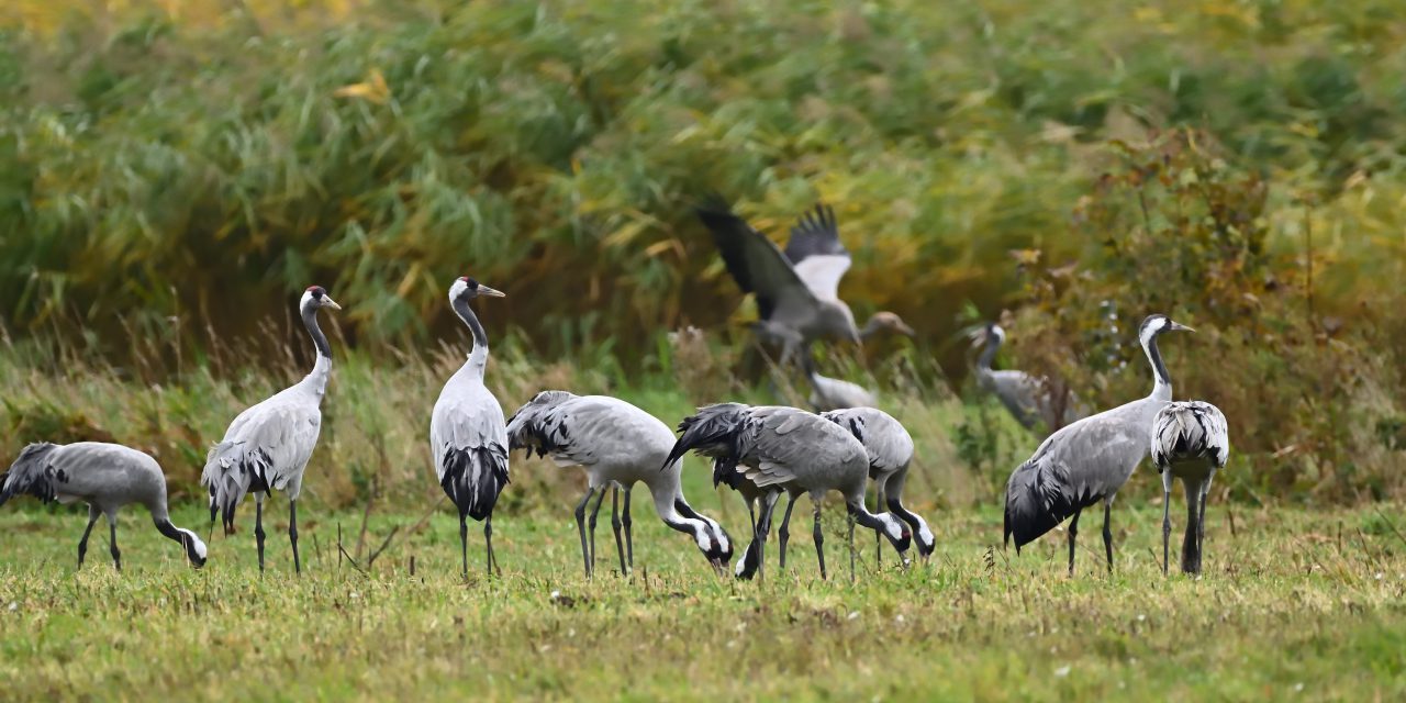 Geflügelpest erreicht Landkreis