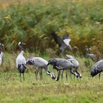 Geflügelpest erreicht Landkreis