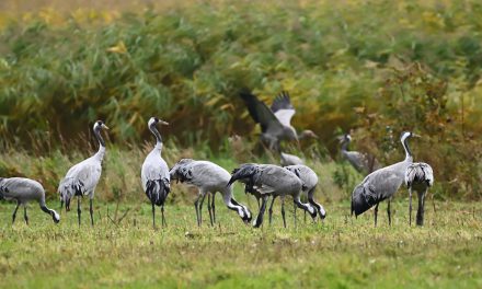 Geflügelpest erreicht Landkreis