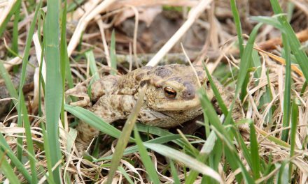 Schutzzaun zur Amphibienkartierung