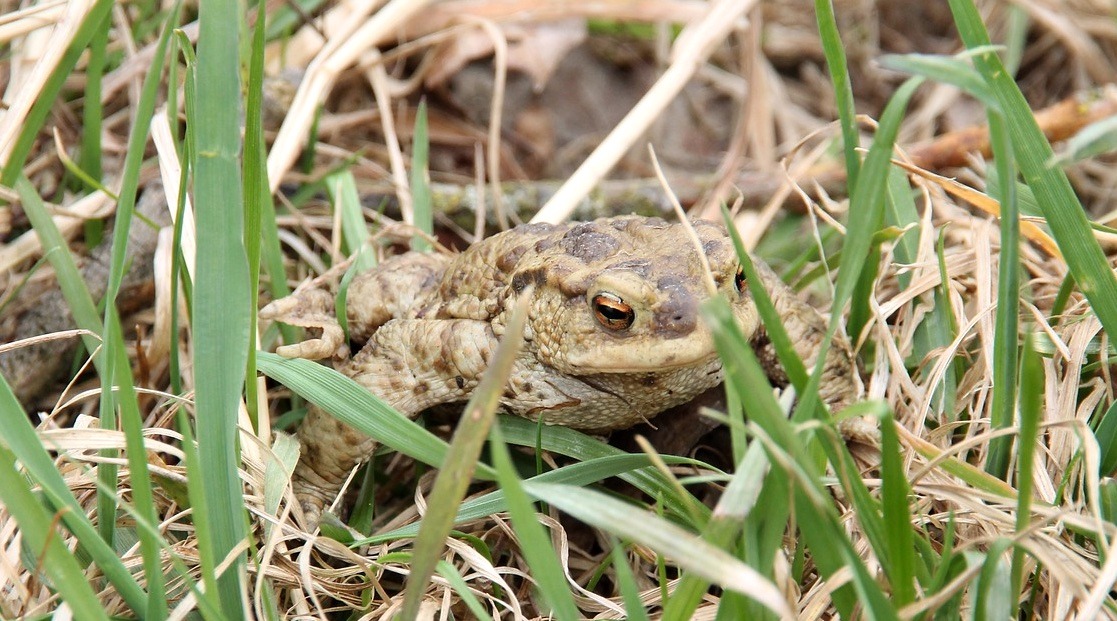 Schutzzaun zur Amphibienkartierung