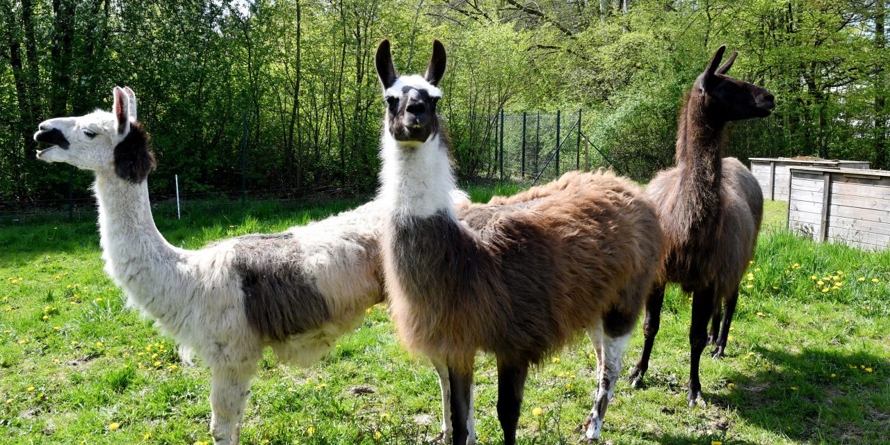 Lamas auf den Lahnbergen