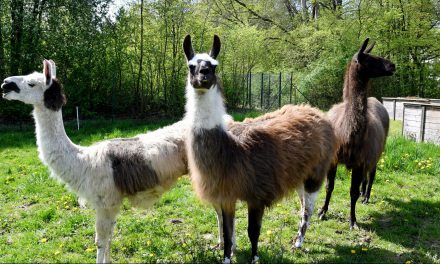 Lamas auf den Lahnbergen