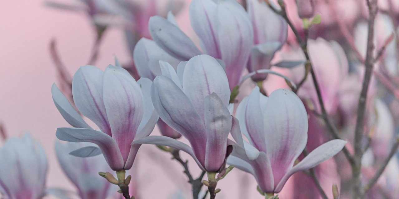 Drei Zukunftsbäume für die RGS