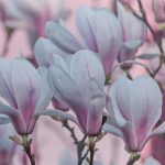 Drei Zukunftsbäume für die RGS