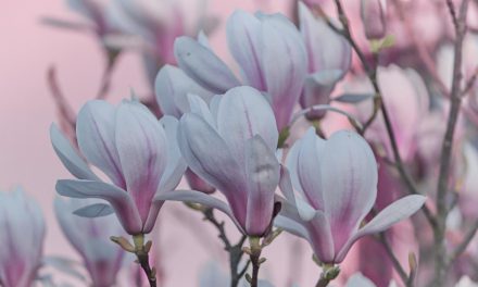 Drei Zukunftsbäume für die RGS