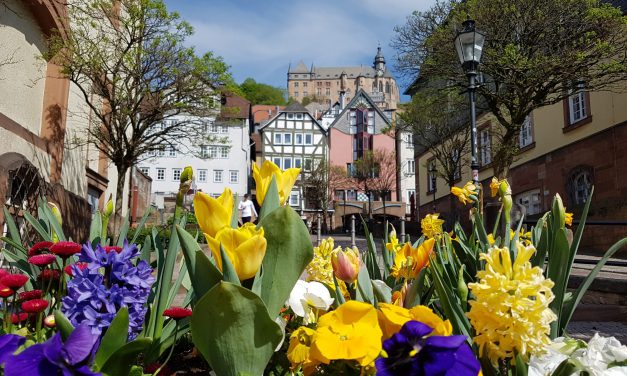 Eine Stadt blüht auf