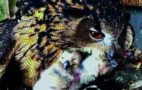 Marburger Uhu-Nachwuchs 