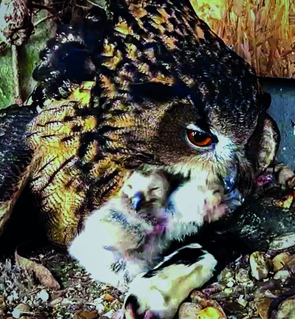 Marburger Uhu-Nachwuchs 