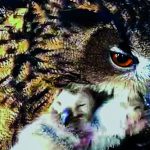 Marburger Uhu-Nachwuchs 