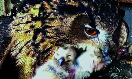 Marburger Uhu-Nachwuchs 