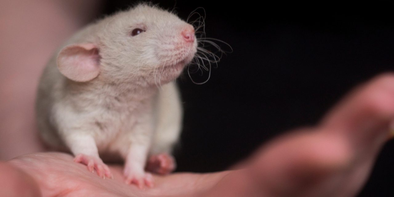 Weniger Tierleid in der Krebsforschung