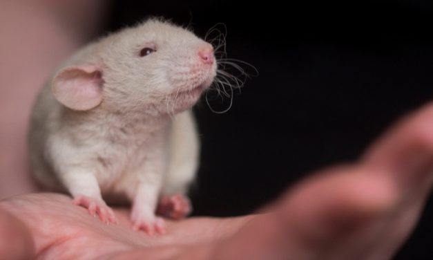 Weniger Tierleid in der Krebsforschung