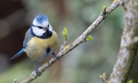 Internationaler Tag der biologischen Vielfalt