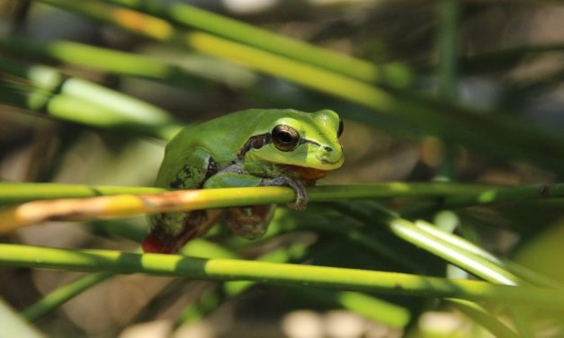 Dunkle Froschlurche lieben es kühl