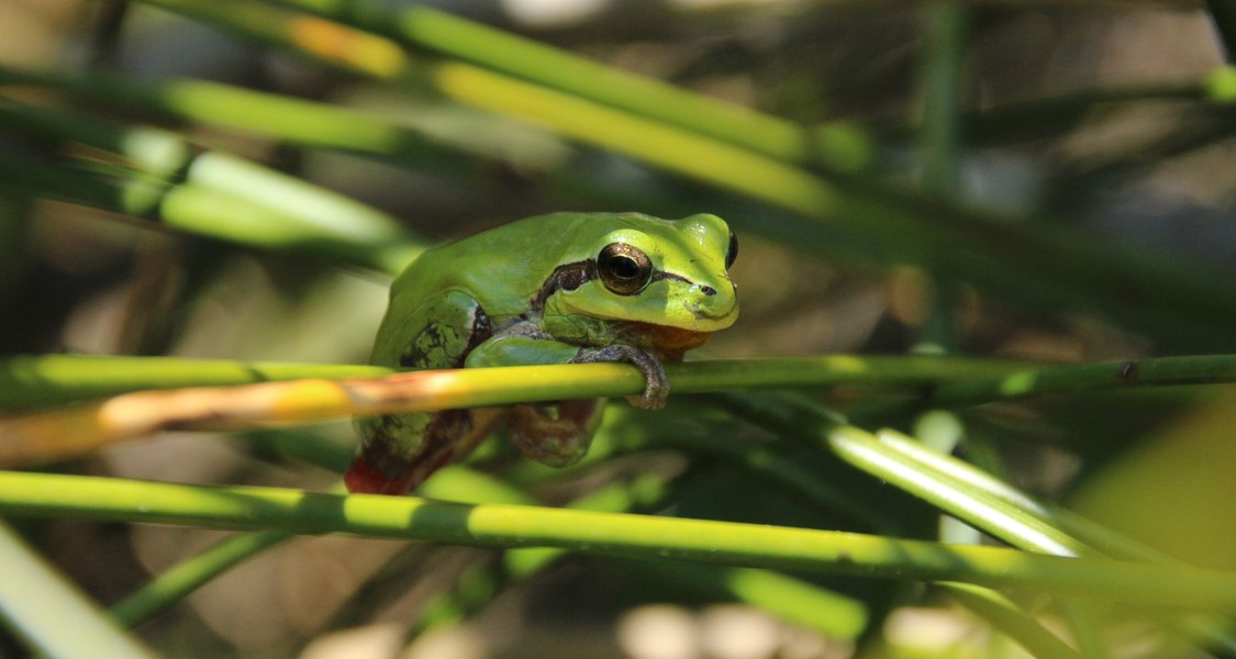 Dunkle Froschlurche lieben es kühl