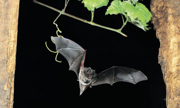Keine Panik bei Fledermauseinflügen