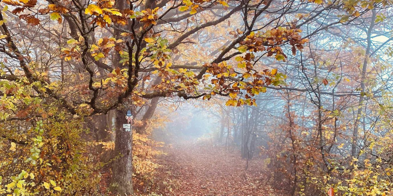 Naturschutz im Herbst