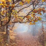 Naturschutz im Herbst