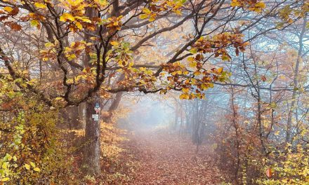 Naturschutz im Herbst