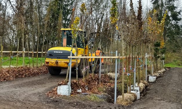 Stadt kauft 190 Bäume