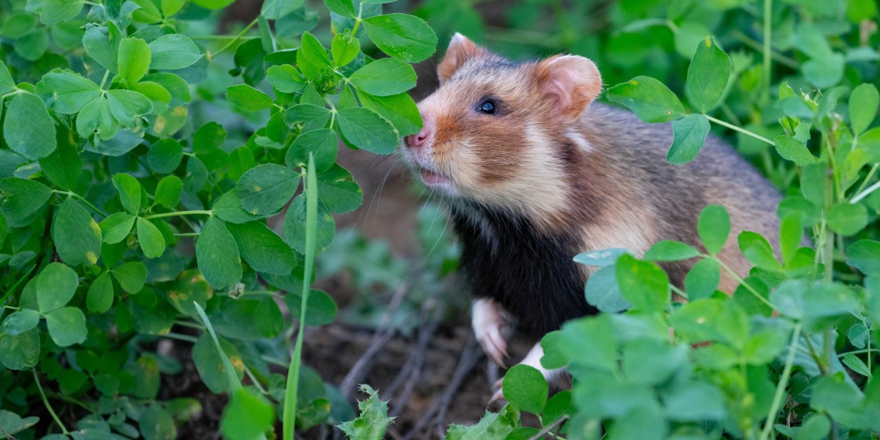 Start für mittelhessische “Hamsterhotels”