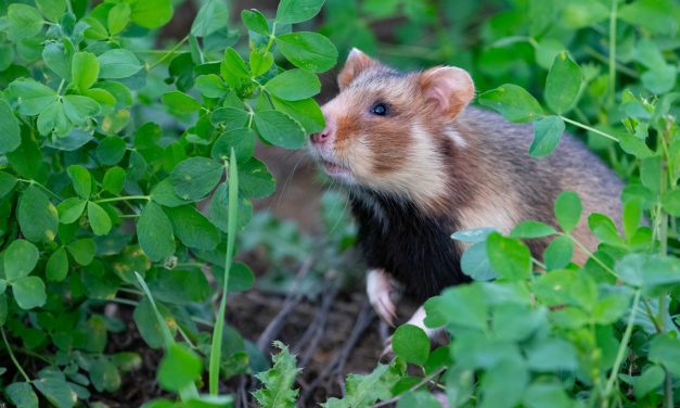 Start für mittelhessische „Hamsterhotels“