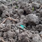 Plastikmüll im Ackerboden hält sich jahrzehntelang