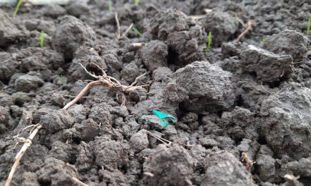 Plastikmüll im Ackerboden hält sich jahrzehntelang