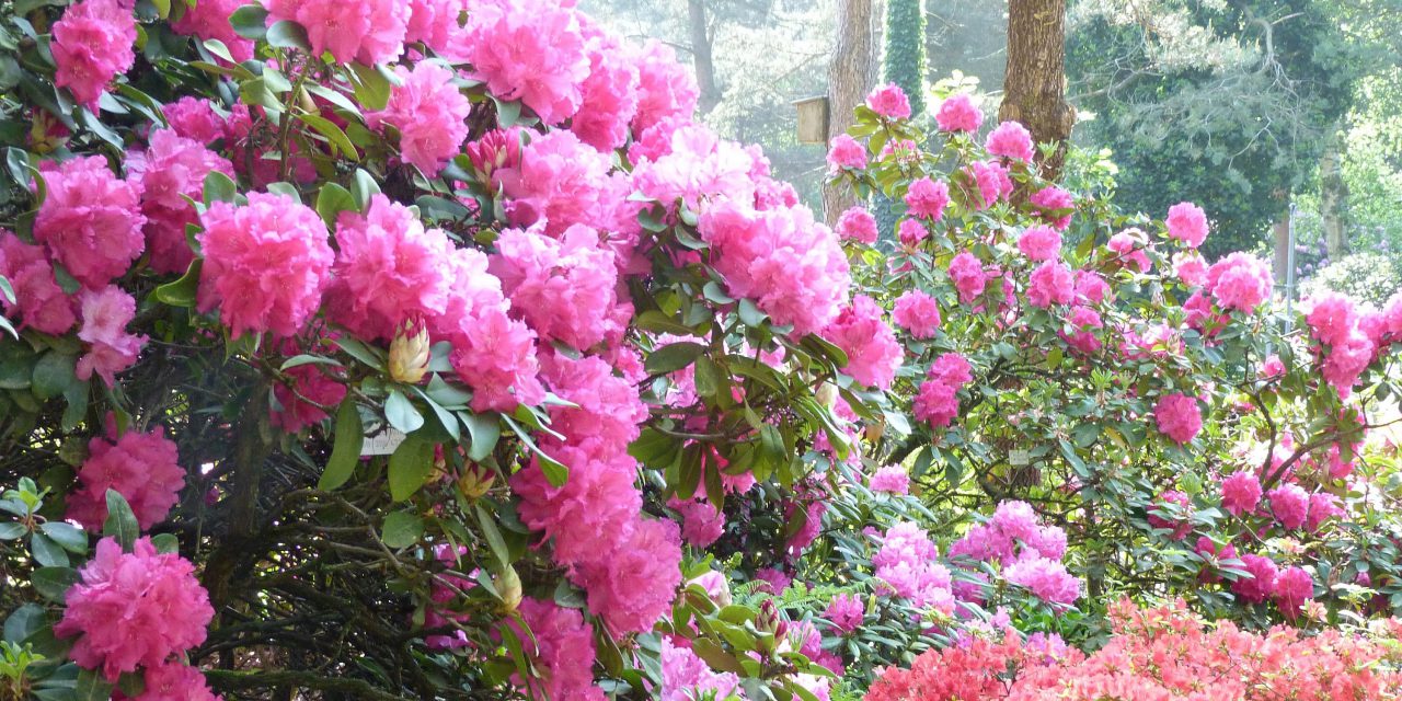 Märkte und Führungen im Botanischen Garten