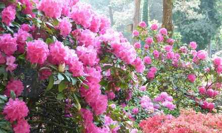 Märkte und Führungen im Botanischen Garten