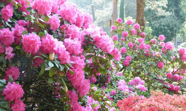 Märkte und Führungen im Botanischen Garten
