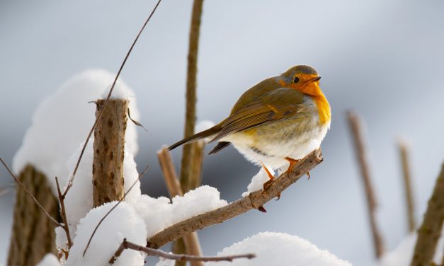 Tricks gegen tierische Kälte