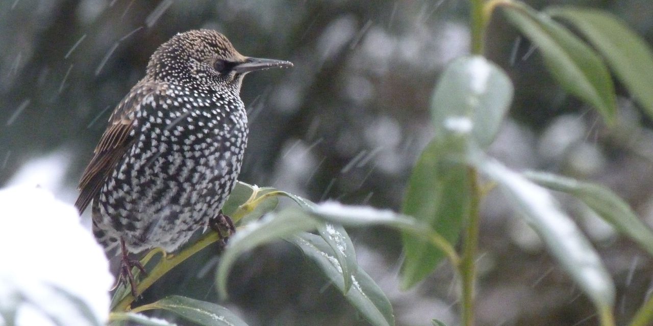 Wintergäste im Wandel
