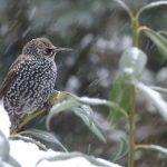 Wintergäste im Wandel