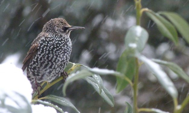 Wintergäste im Wandel