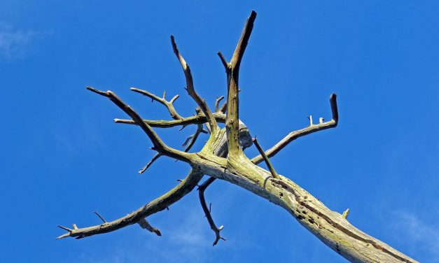 Viele Bäume in Marburg krank
