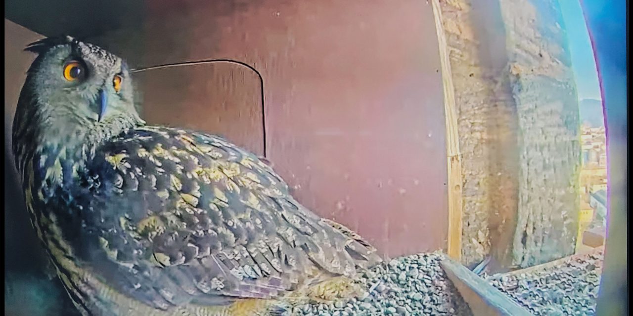 Uhu-Watching vom Sofa aus