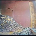 Uhu-Watching vom Sofa aus