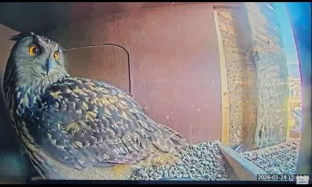 Uhu-Watching vom Sofa aus