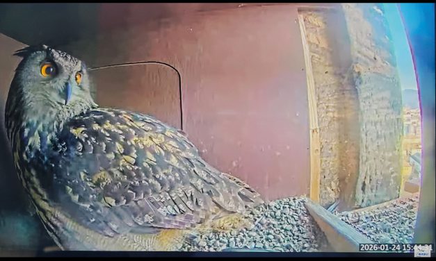 Uhu-Watching vom Sofa aus