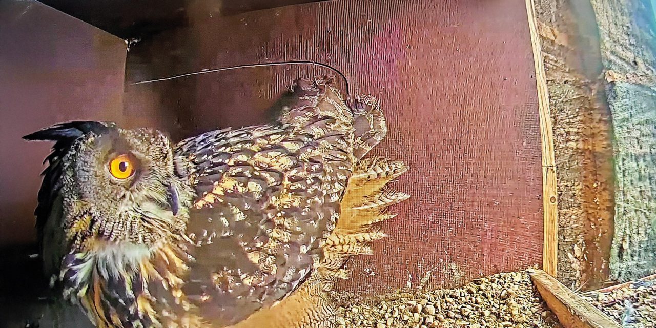 Drei Eier im Uhu-Nest