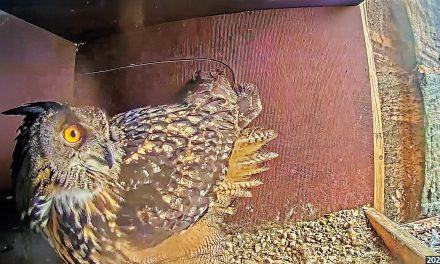 Drei Eier im Uhu-Nest