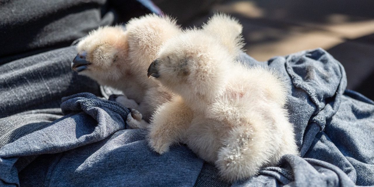 Uhu-Küken aus Elisabethkirche gerettet