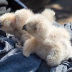 Uhu-Küken aus Elisabethkirche gerettet