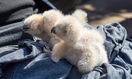 Uhu-Küken aus Elisabethkirche gerettet
