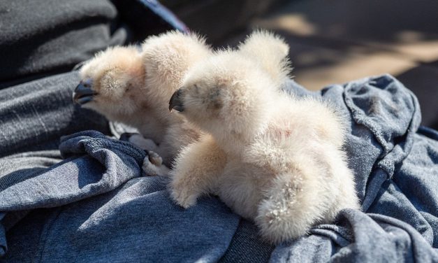 Uhu-Küken aus Elisabethkirche gerettet