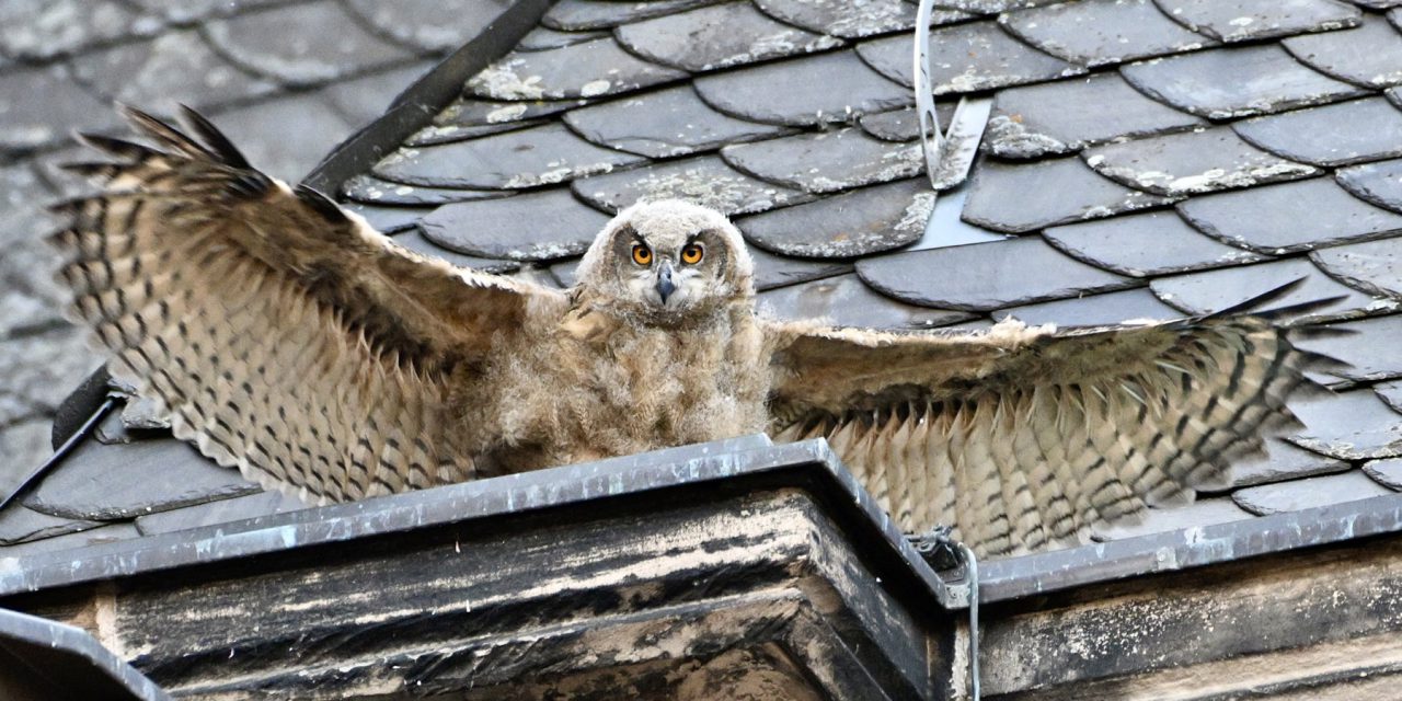 Wenn die Nacht erwacht: Uhus über Marburg
